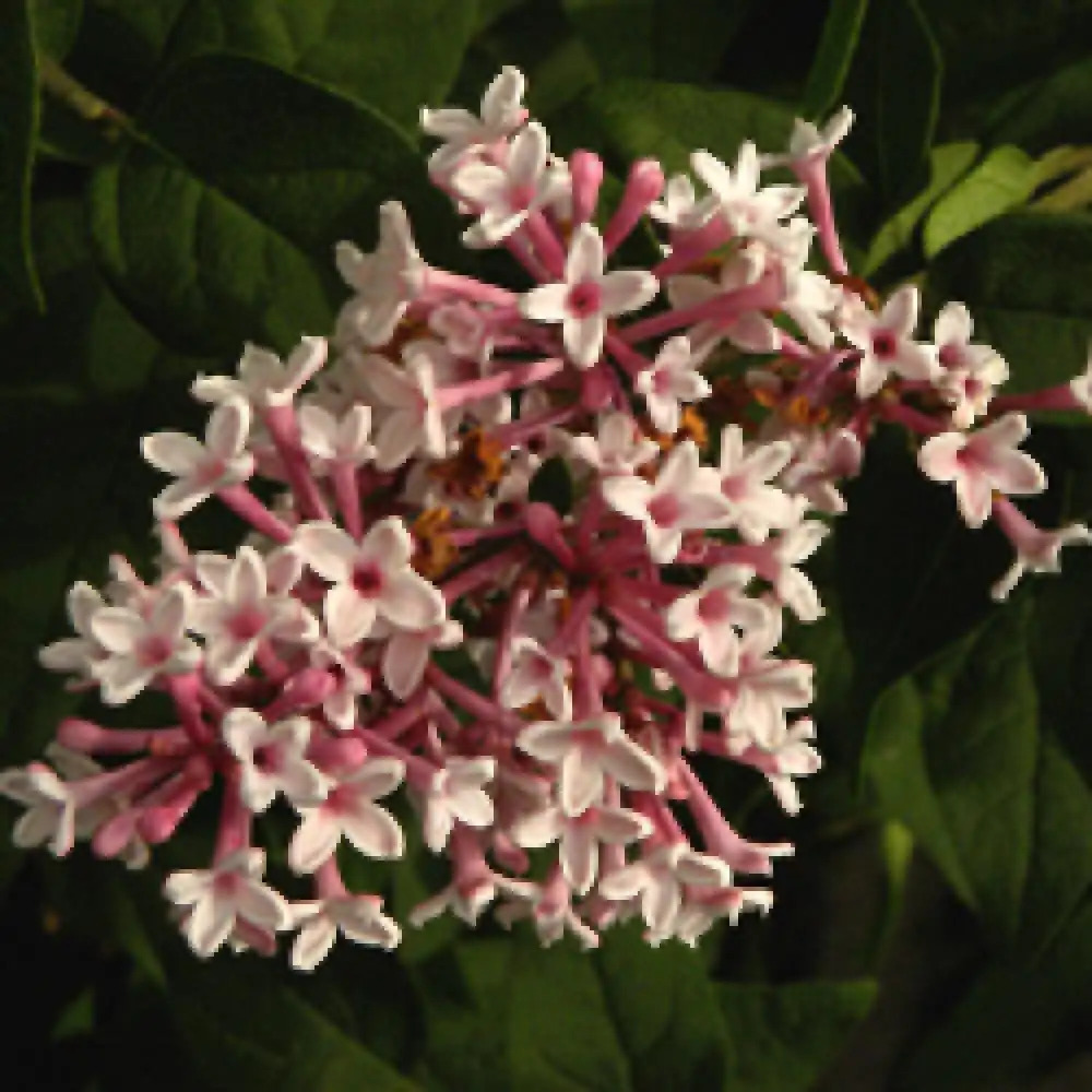 SYRINGA microphylla 'Superba'.' image 2