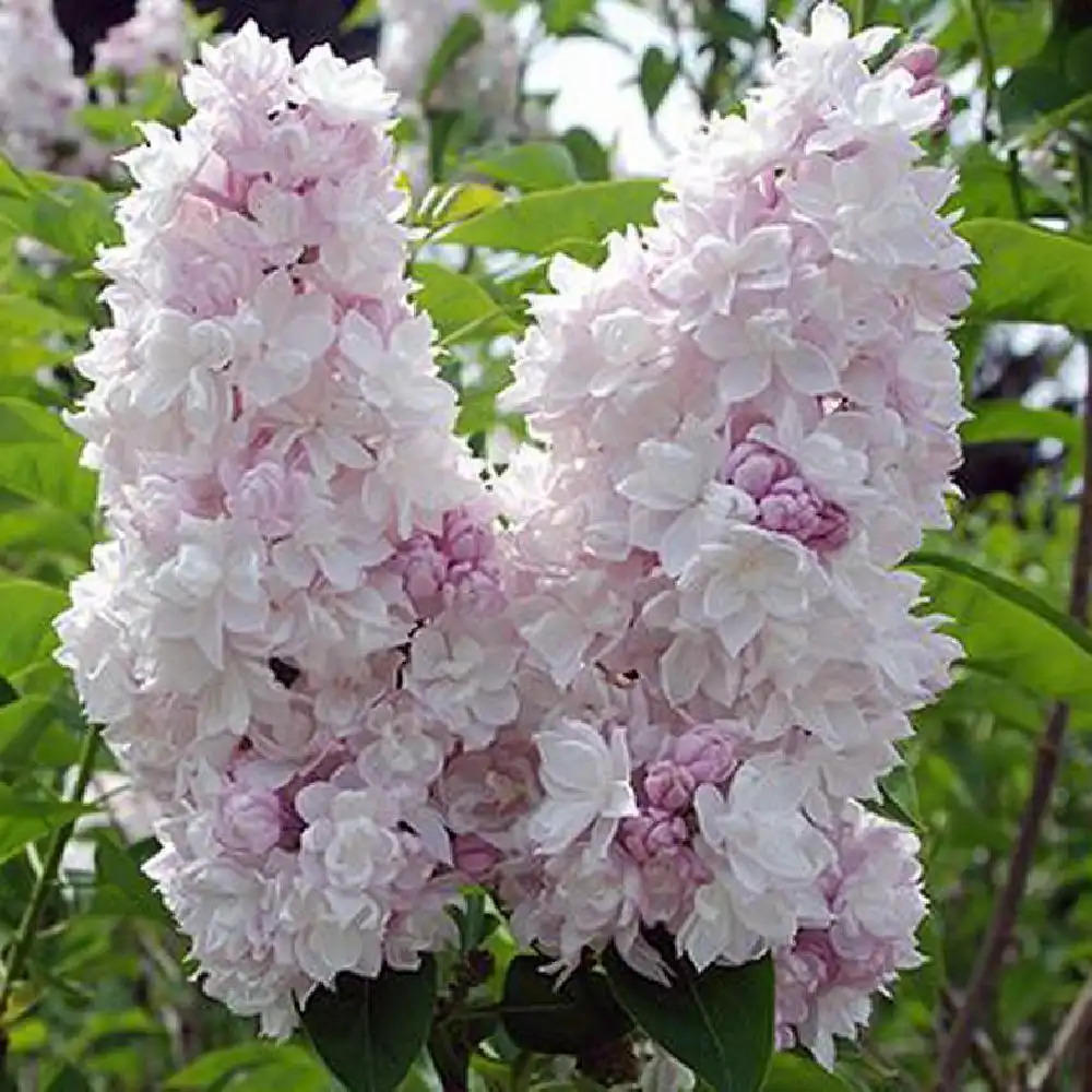 SYRINGA vulgaris BEAUTY OF MOSCOU