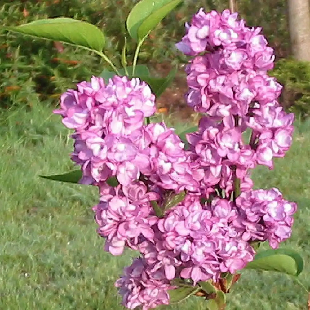 SYRINGA vulgaris 'Charles Joly'