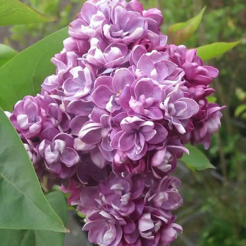 SYRINGA vulgaris 'Katherine Havemeyer'