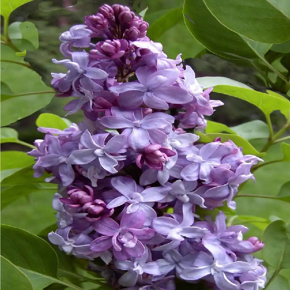 SYRINGA vulgaris 'Nadezhda'