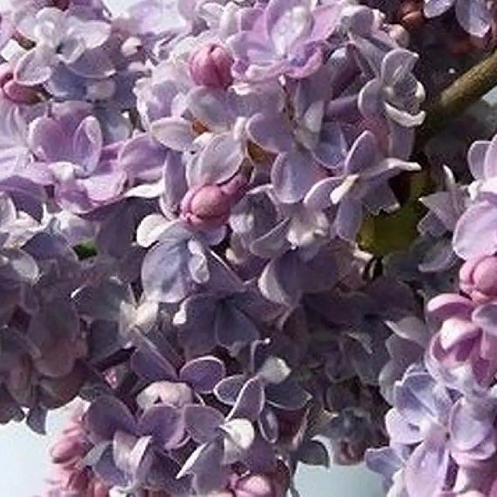 SYRINGA vulgaris 'President Grevy'