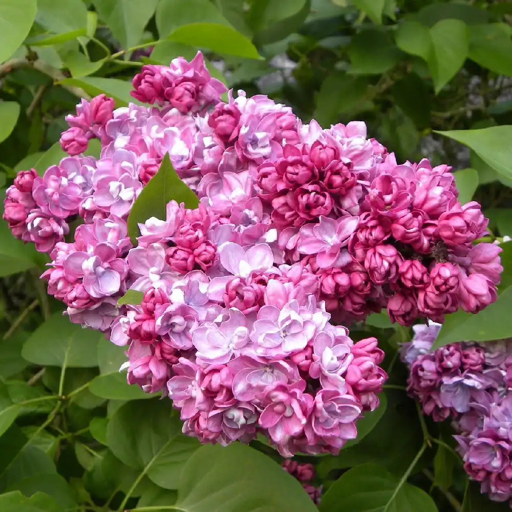 SYRINGA vulgaris 'Princess Sturdza'