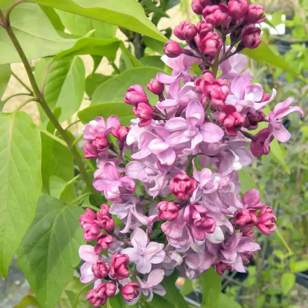 SYRINGA vulgaris 'Prince Wolkonsky'