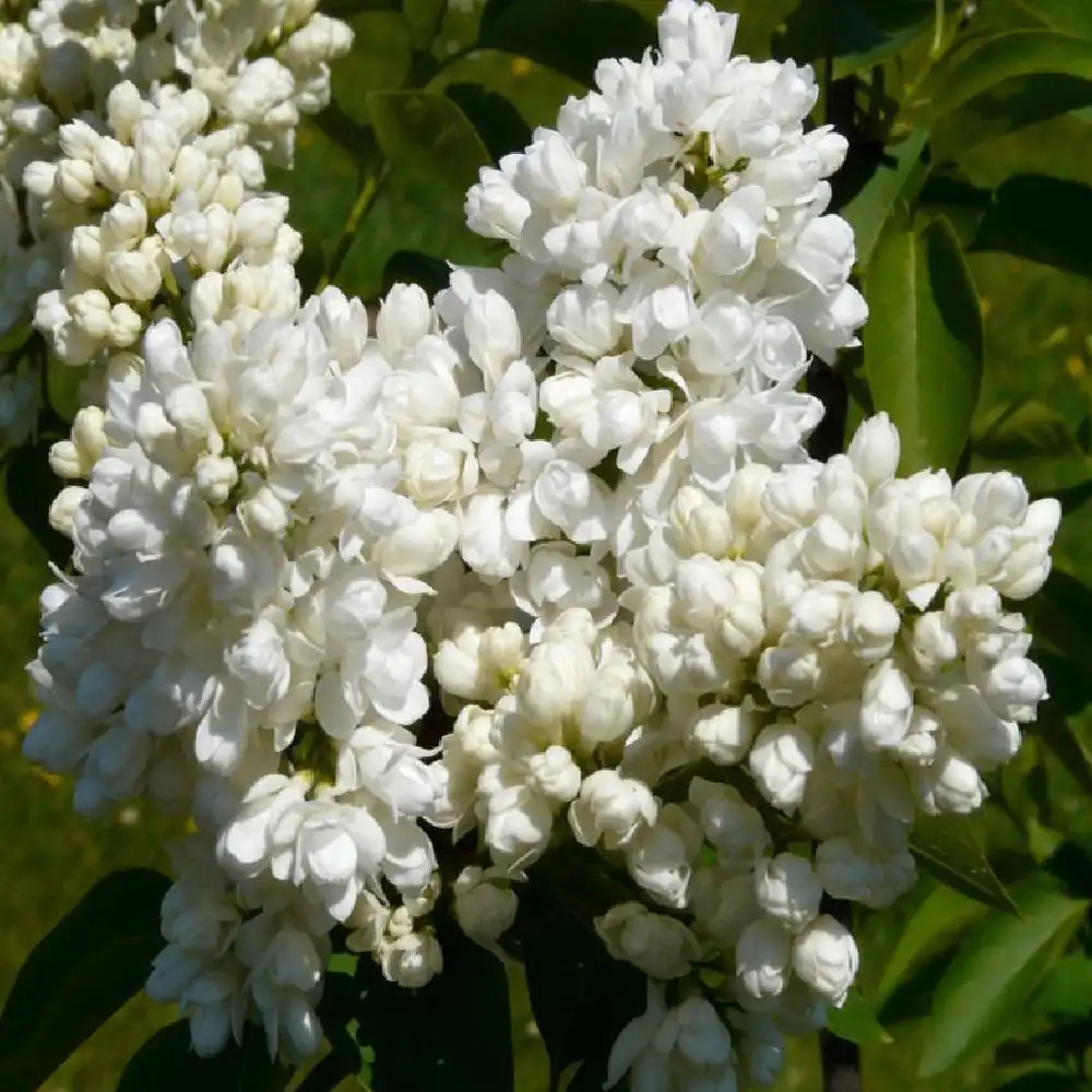 SYRINGA vulgaris 'Souvenir d'Alice Harding'