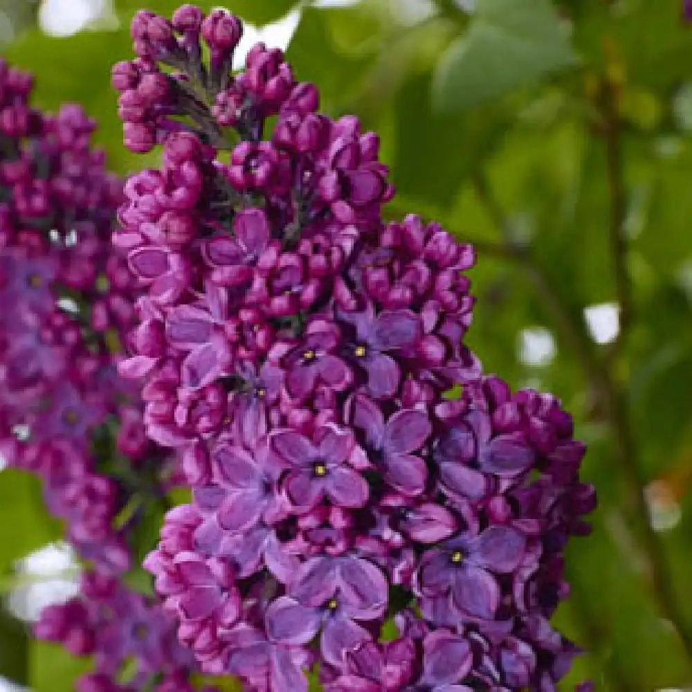 SYRINGA vulgaris 'Souvenir de Louis Spaeth'