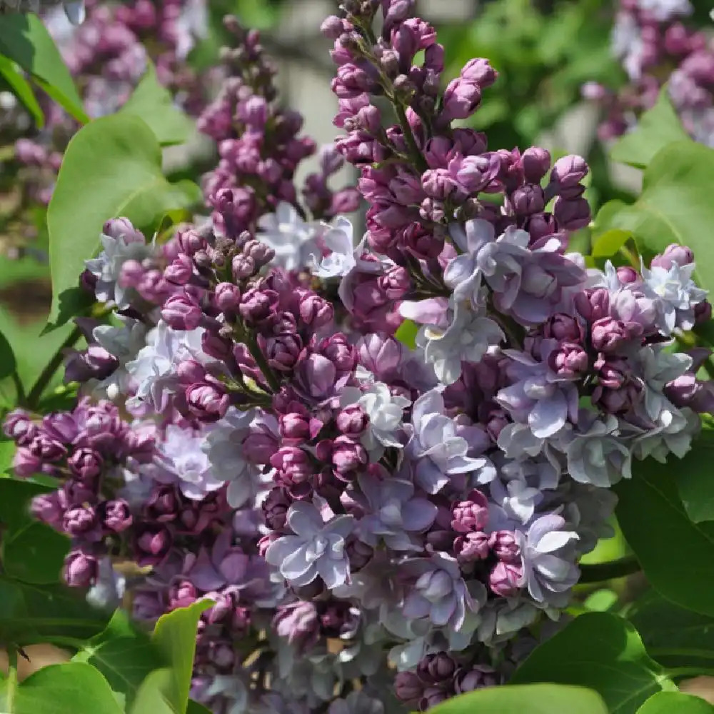 SYRINGA vulgaris 'Victor Lemoine'