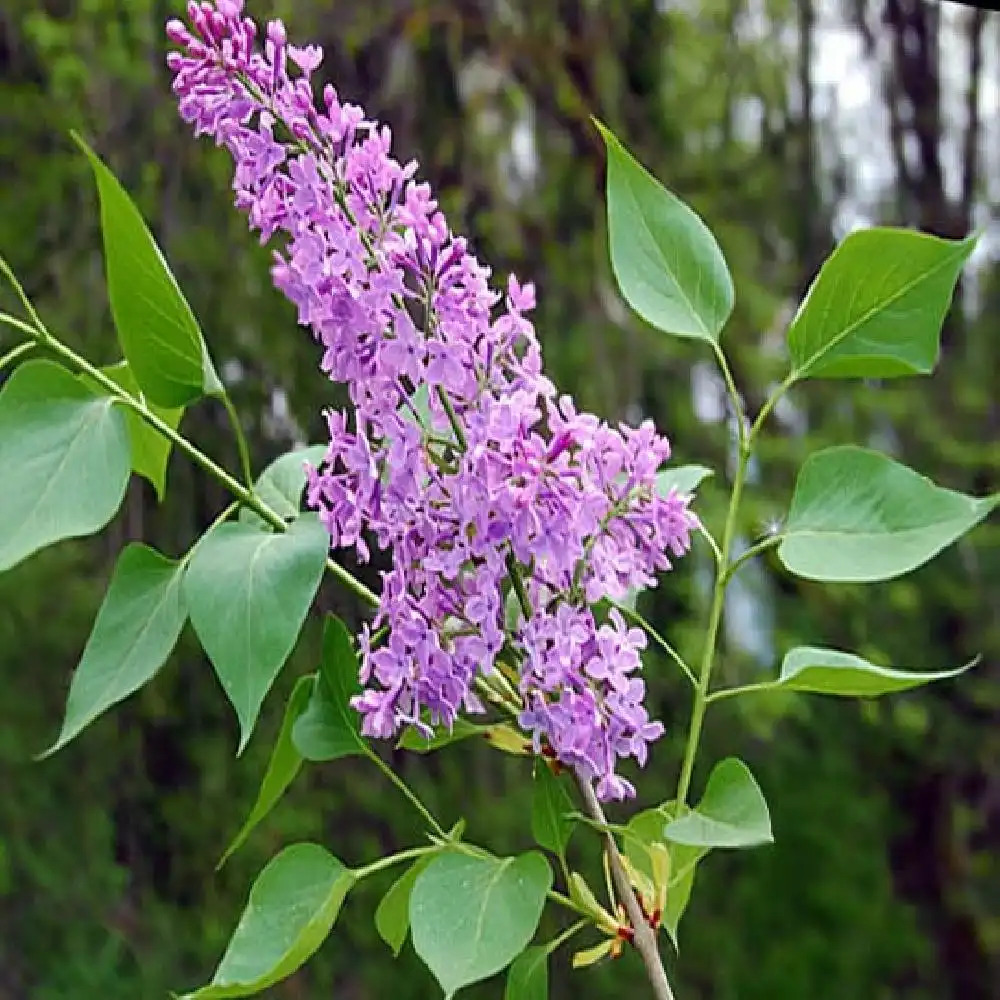 SYRINGA vulgaris