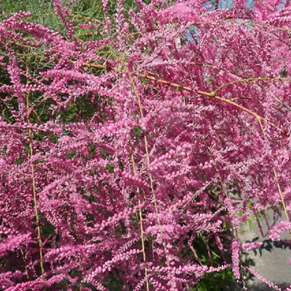TAMARIX ramosissima 'Rubra'