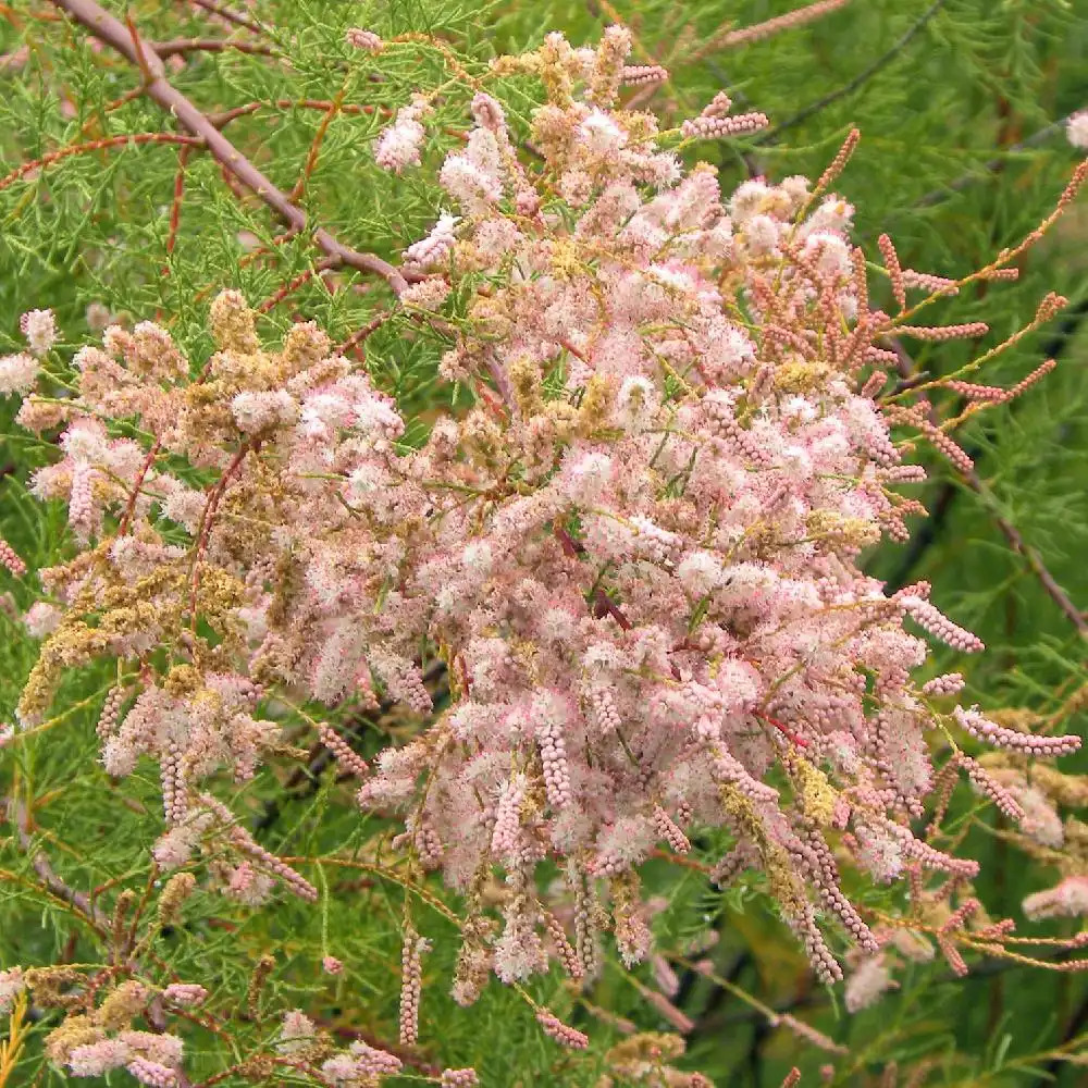 TAMARIX tetrandra (africana)