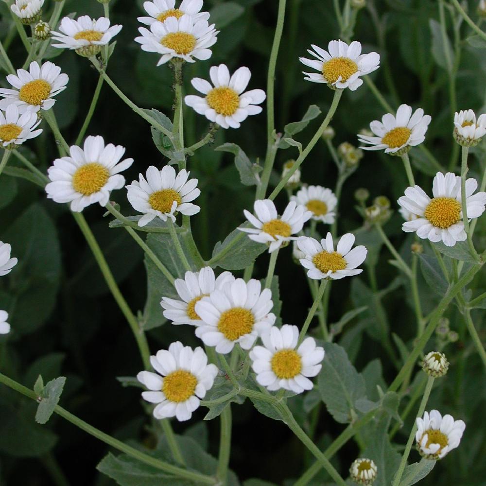 TANACETUM balsamita var. camphorata