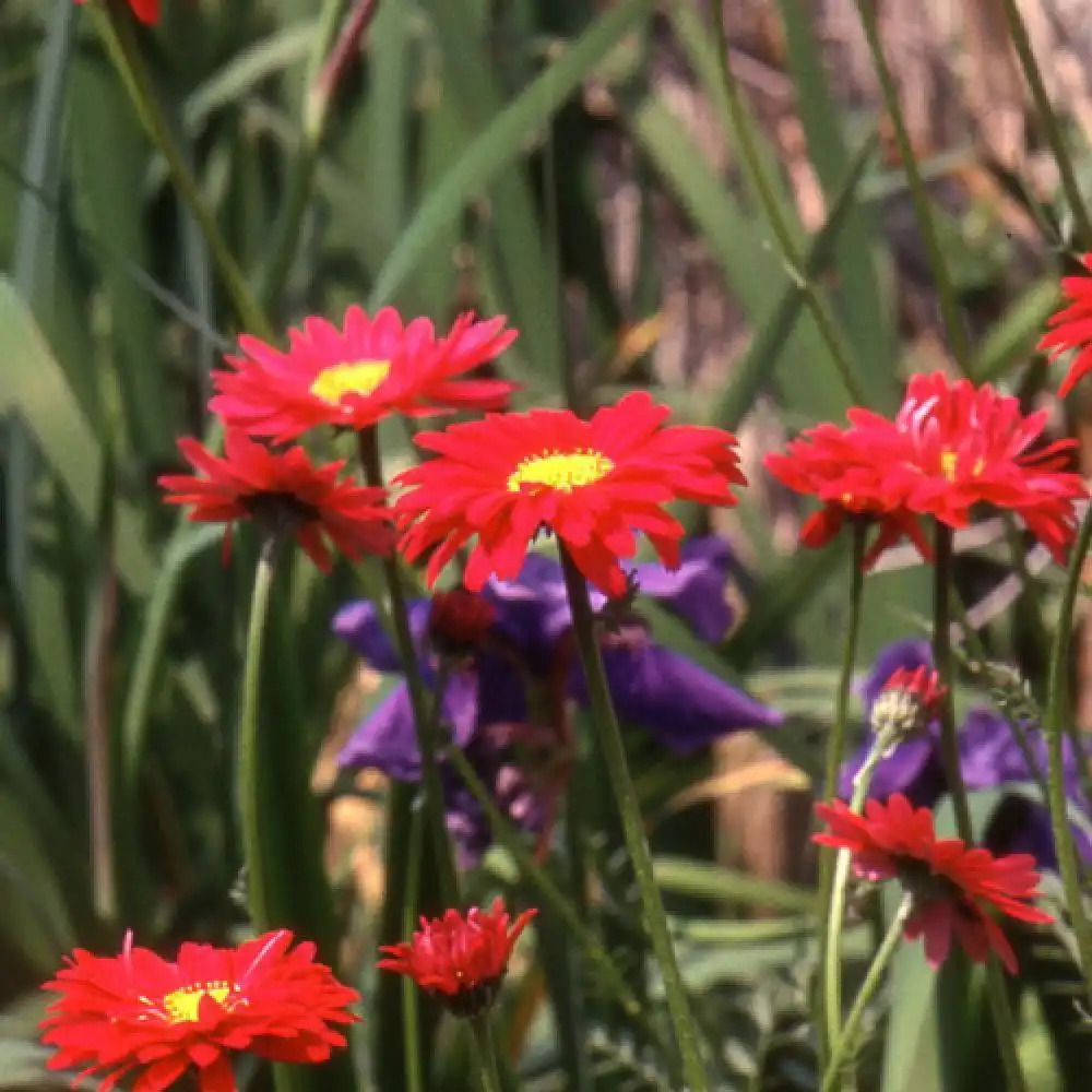 TANACETUM coccineum 'Duro'