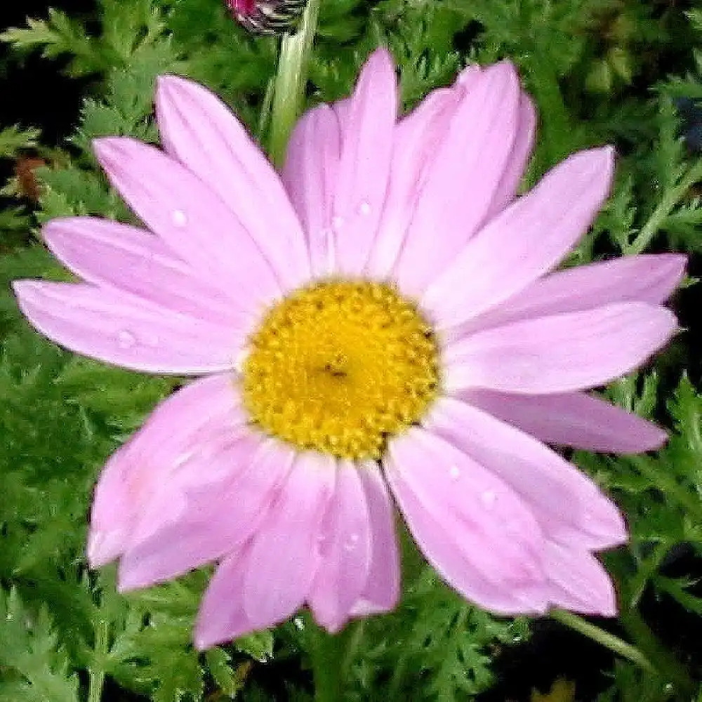 TANACETUM coccineum 'Robinson's Pink'