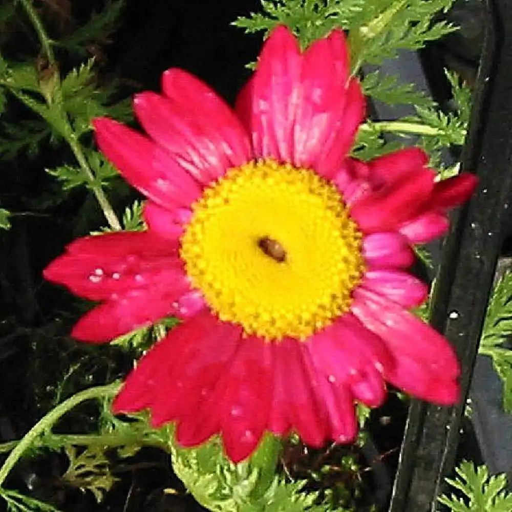 TANACETUM coccineum 'Robinson's Red'