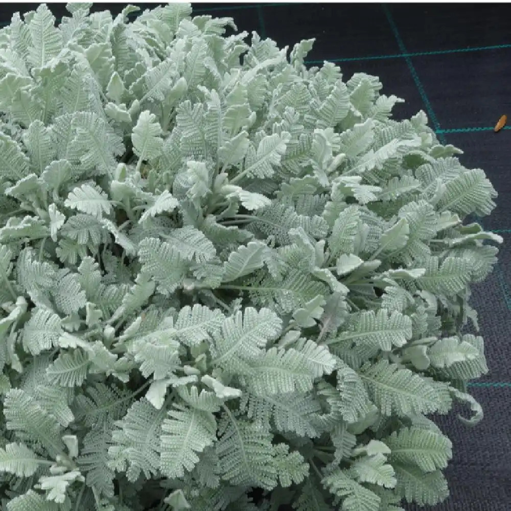 TANACETUM haradjanii.' image 2