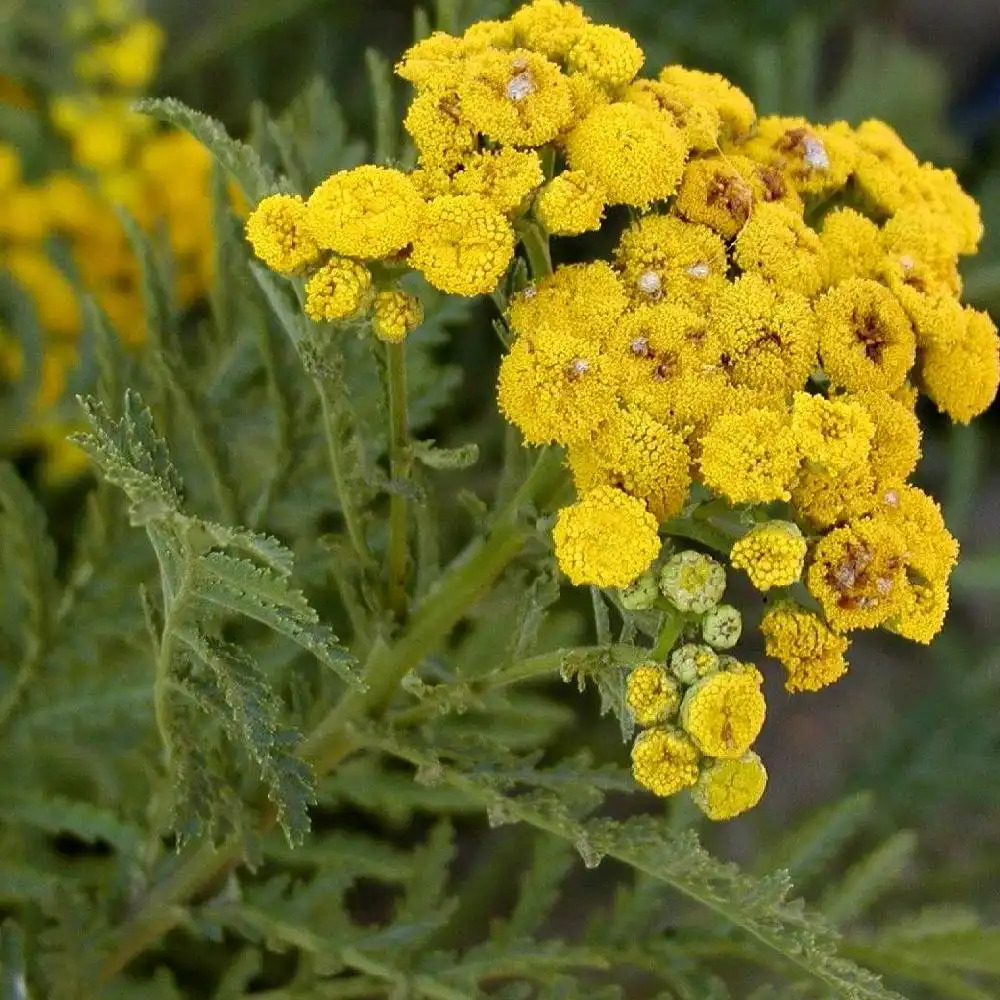 TANACETUM vulgare