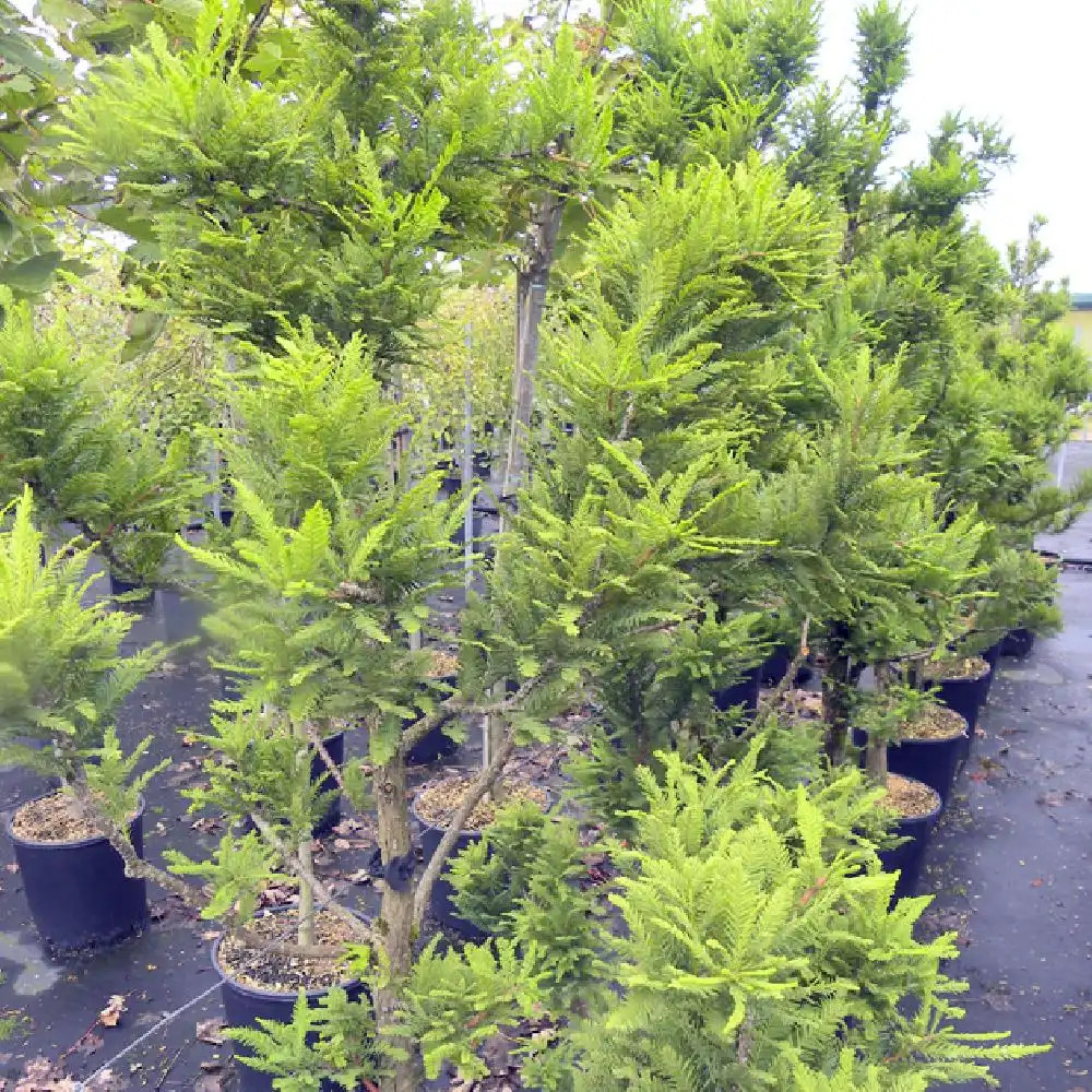 TAXODIUM distichum 'Pevé Minaret'