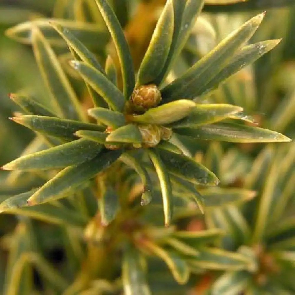 TAXUS baccata 'Fastigiata Aurea'