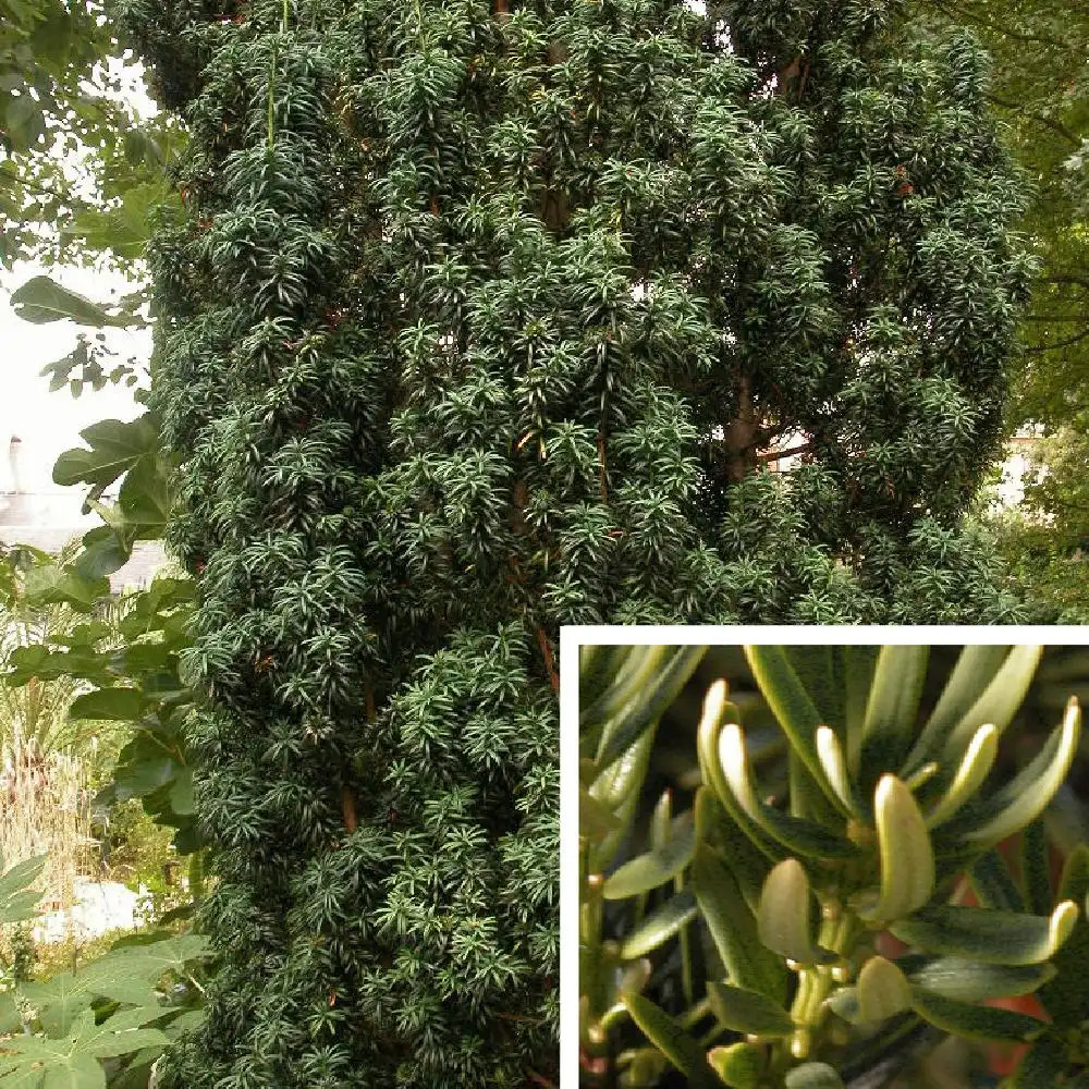 TAXUS baccata 'Fastigiata'