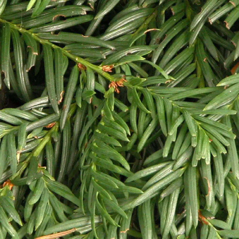 TAXUS baccata 'Repandens'