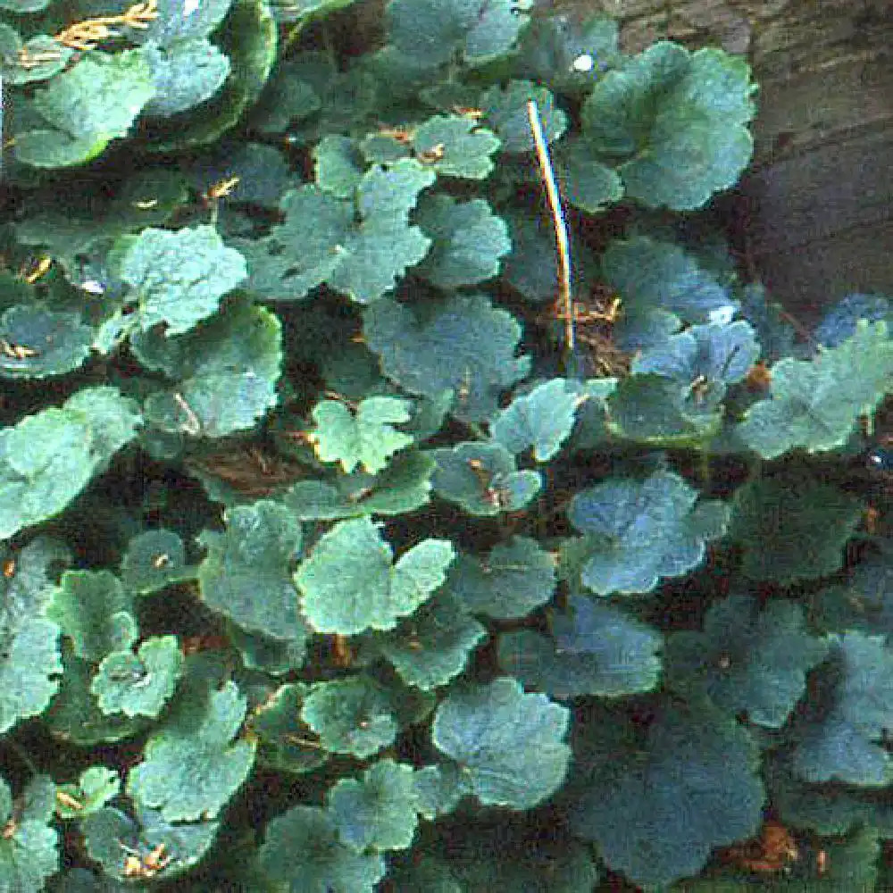 TELLIMA grandiflora