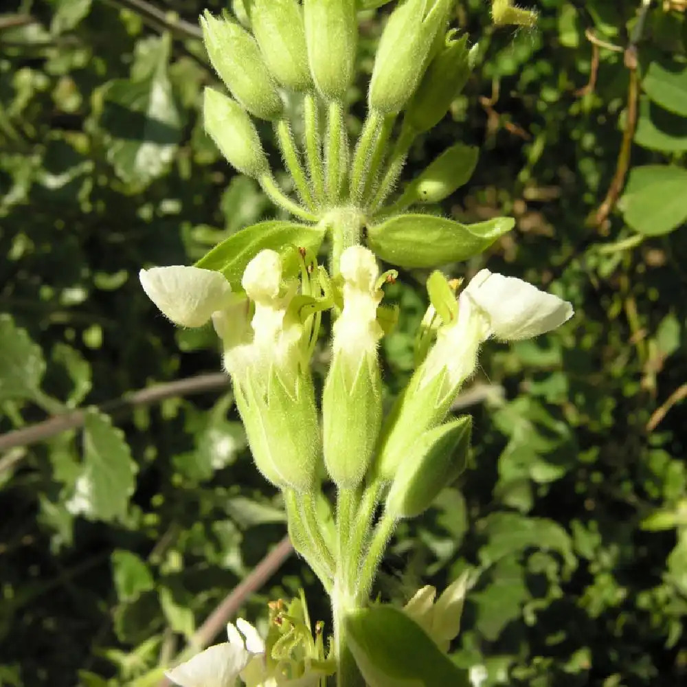 TEUCRIUM flavum