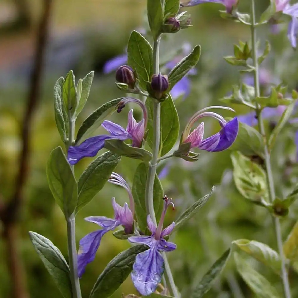 TEUCRIUM fruticans 'Azureum'