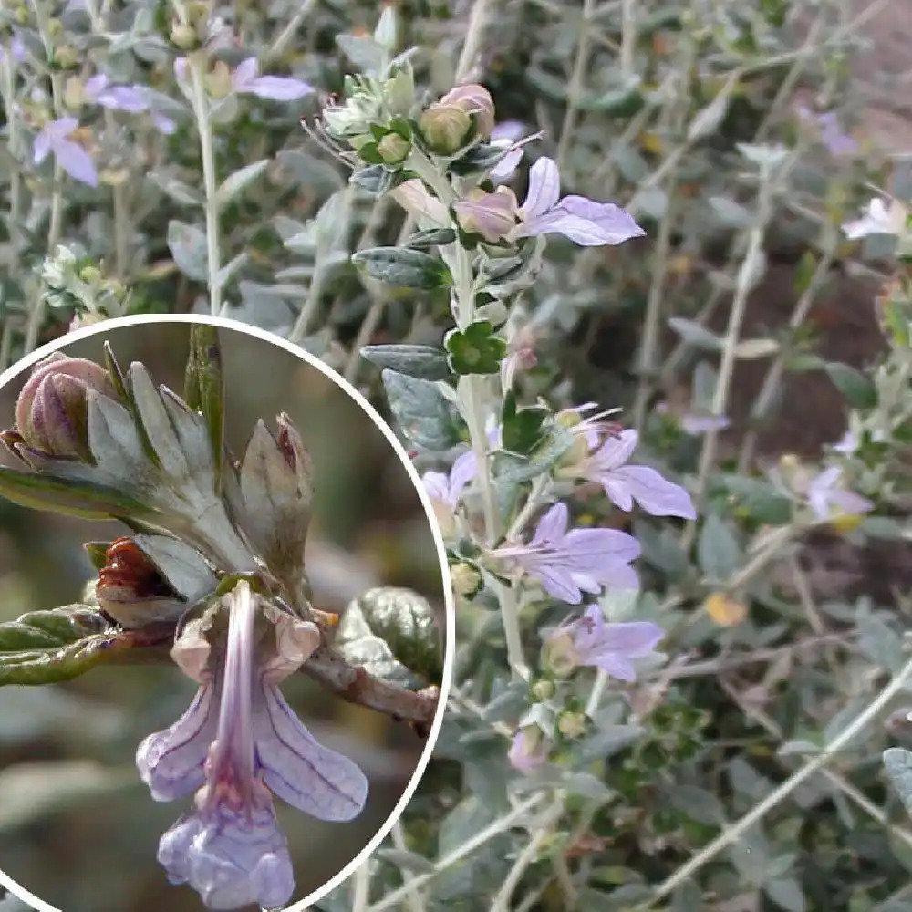 TEUCRIUM fruticans