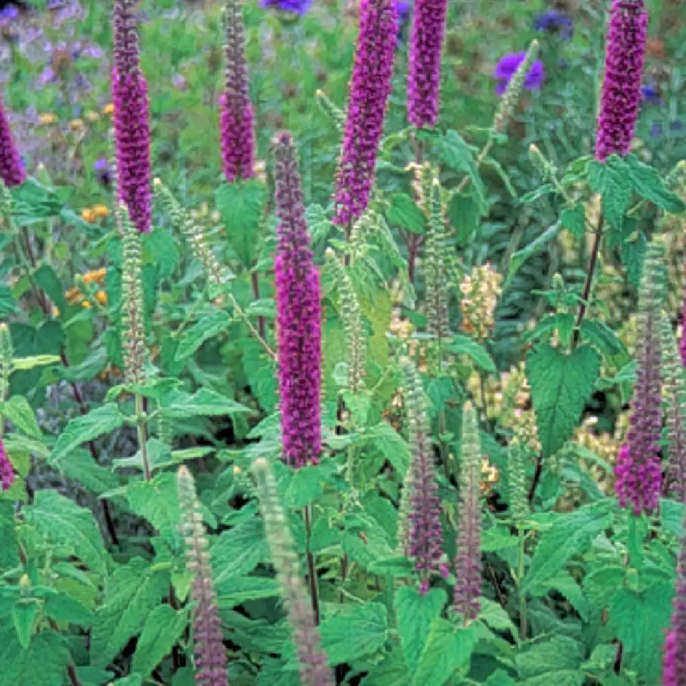 TEUCRIUM hyrcanicum 'Flowtime'