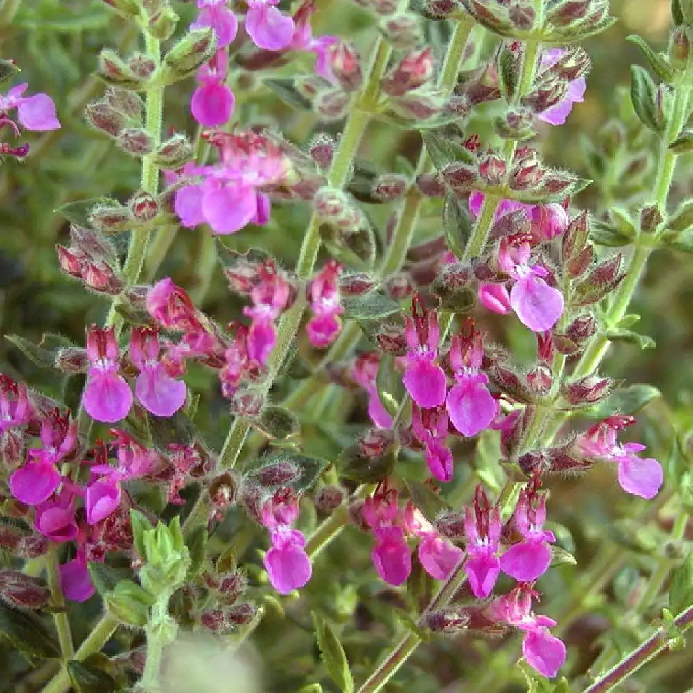 TEUCRIUM x lucidrys