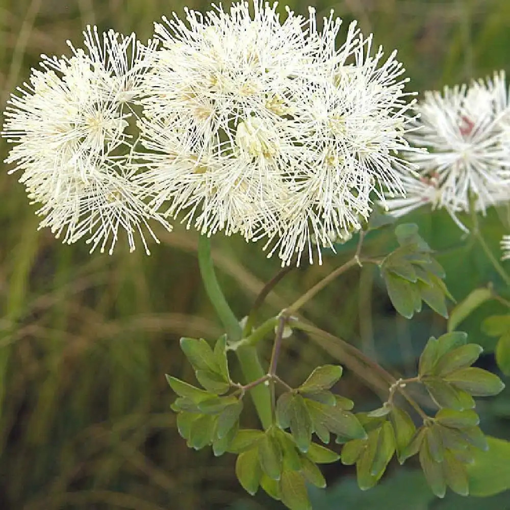 THALICTRUM aquilegifolium ' Album'