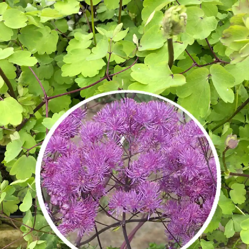 THALICTRUM aquilegifolium 'Black Stockings'