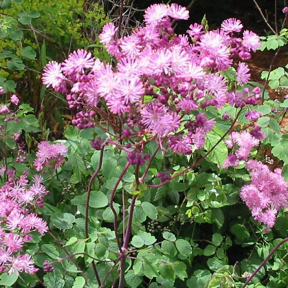 THALICTRUM aquilegifolium 'Purpureum'