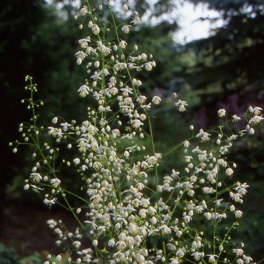 THALICTRUM delavayi 'Album'