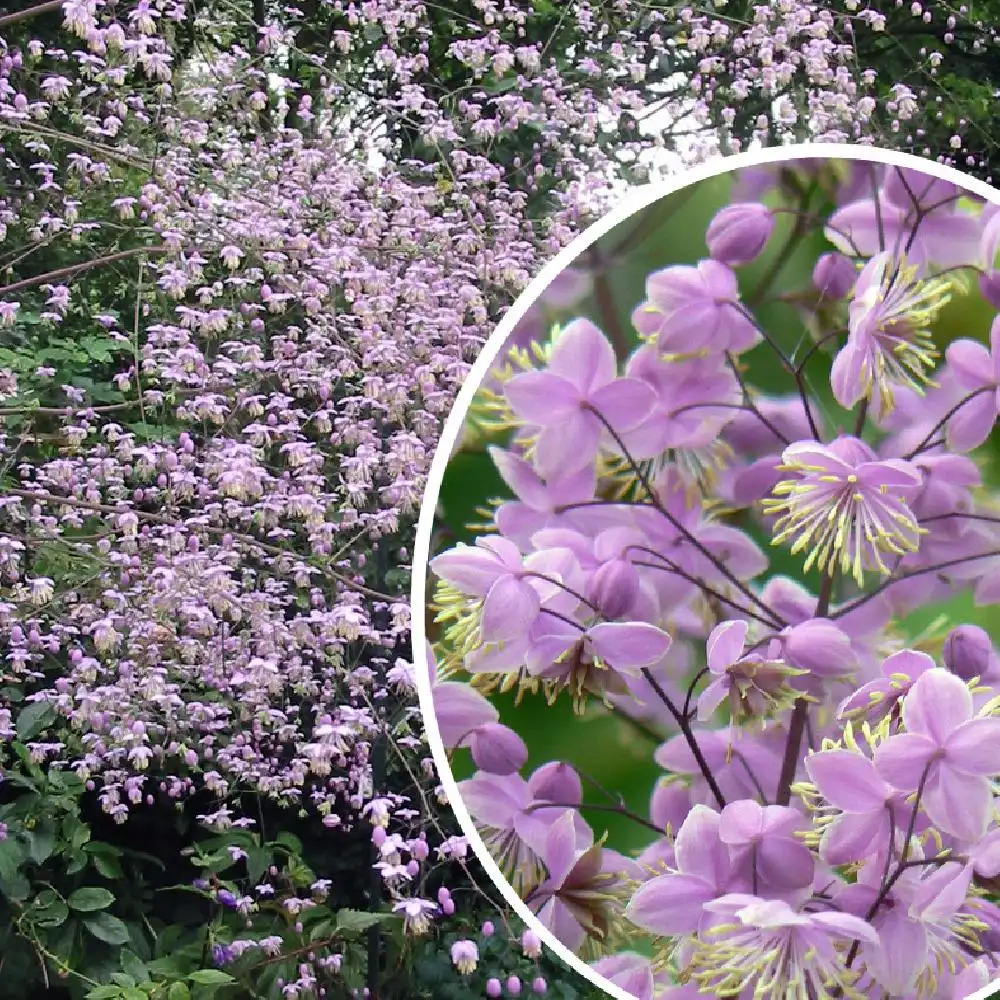 THALICTRUM delavayi 'Ankum'