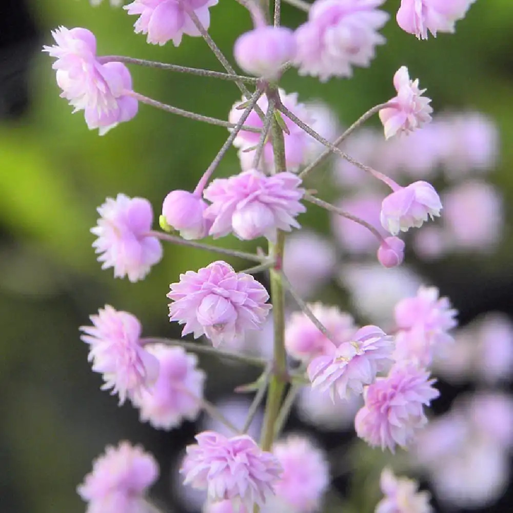 THALICTRUM delavayi 'Hewitt's Double'