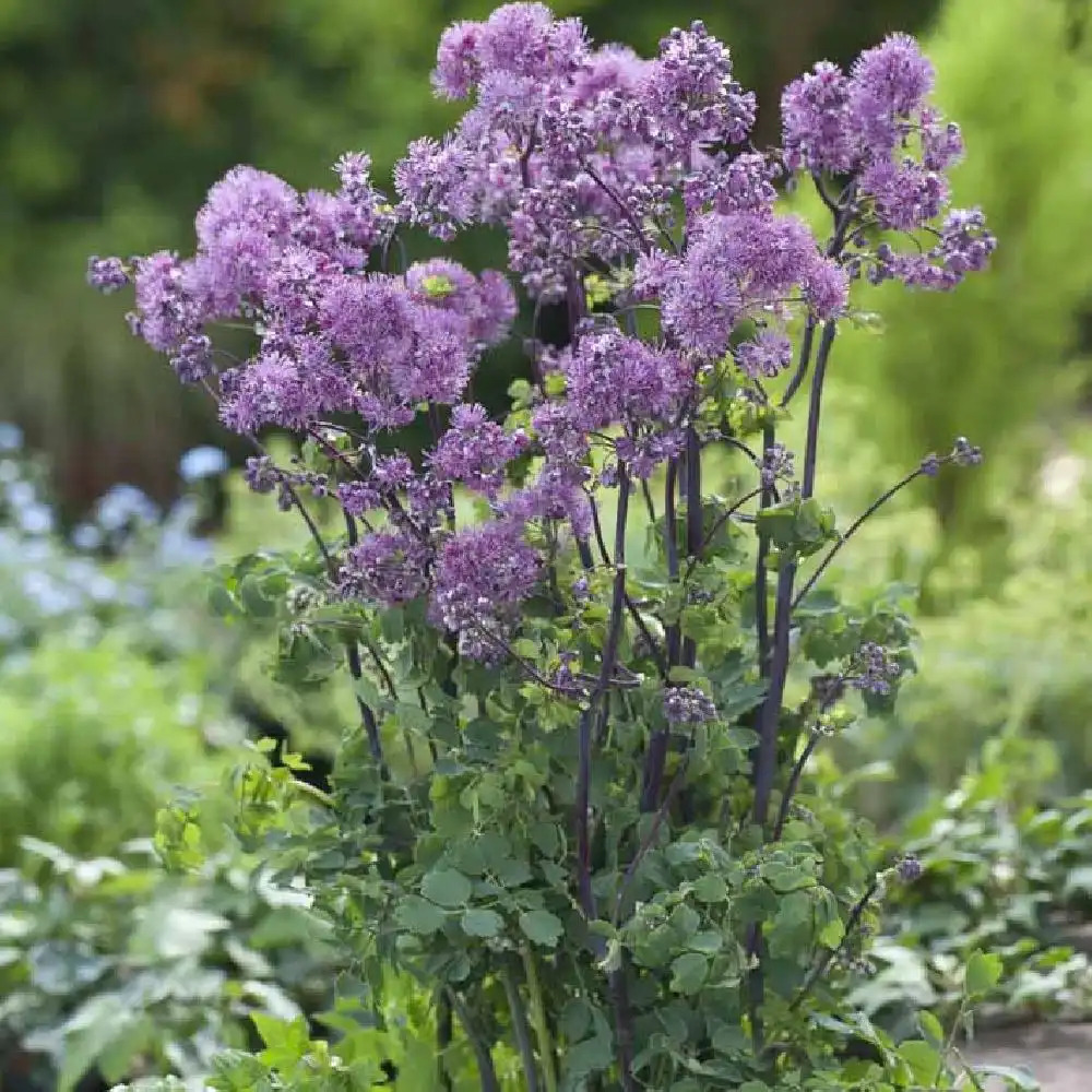 THALICTRUM purplelicious