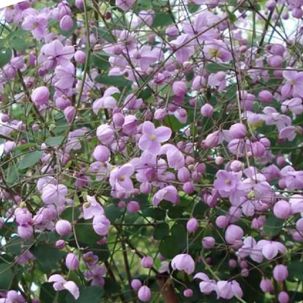 THALICTRUM 'Splendide'