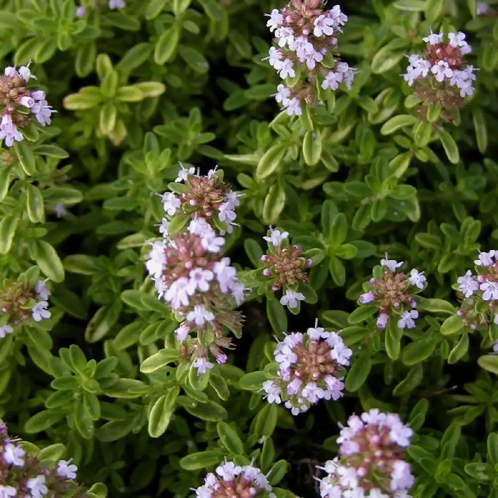 THYMUS citriodorus 'Golden Dwarf'