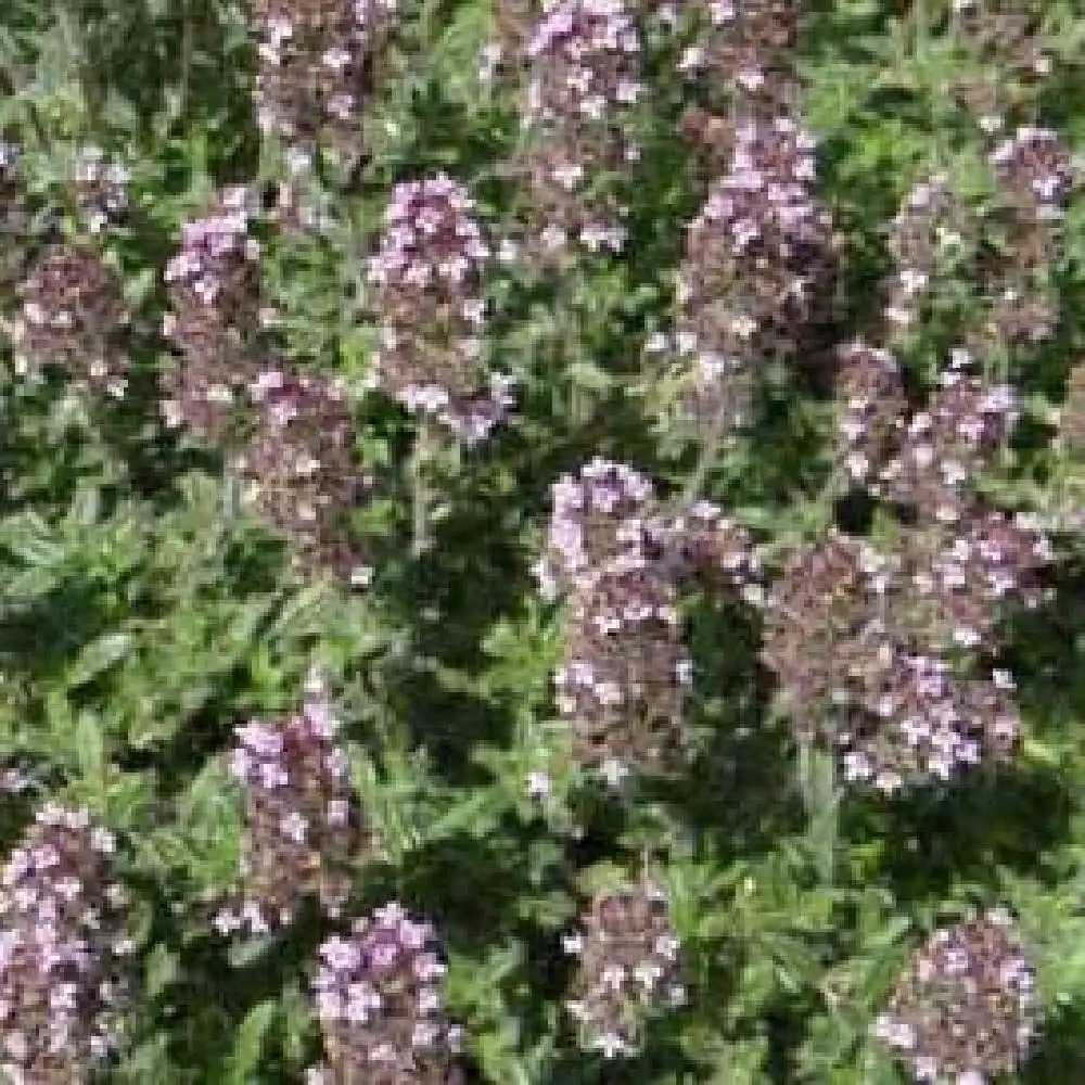 THYMUS ciliatus