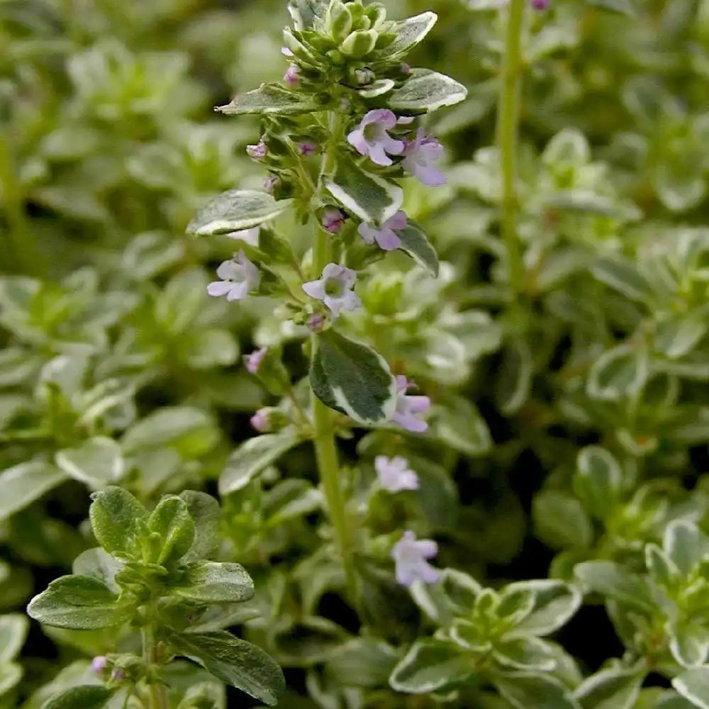 THYMUS citriodorus 'Silver Queen'