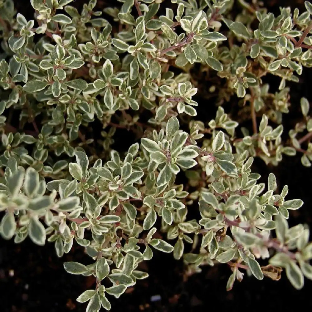 THYMUS citriodorus 'Variegatus'