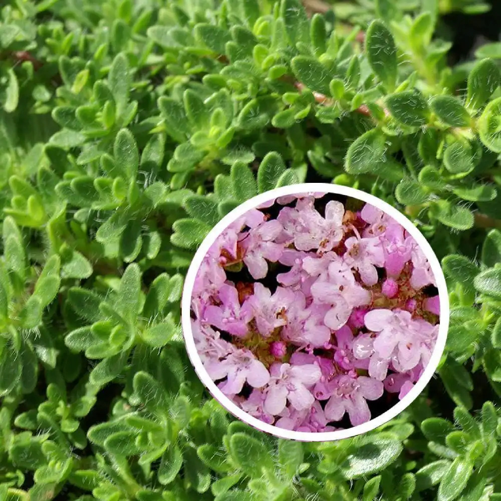 THYMUS doerfleri 'Bressingham'