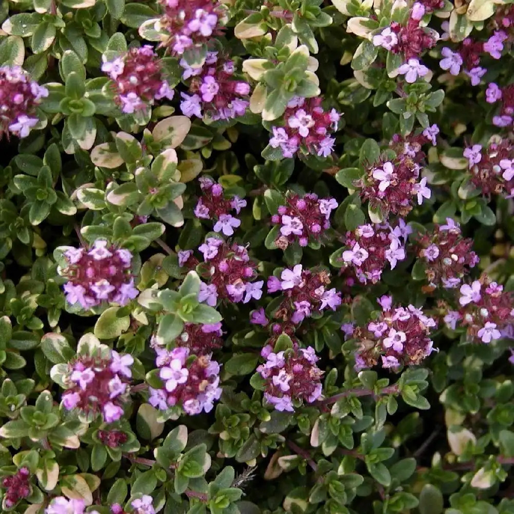 THYMUS 'Doone Valley'