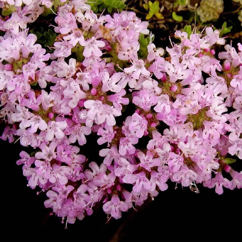 THYMUS doerfleri