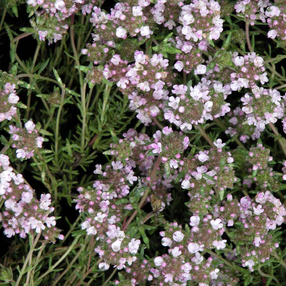 THYMUS 'Duftkissen'