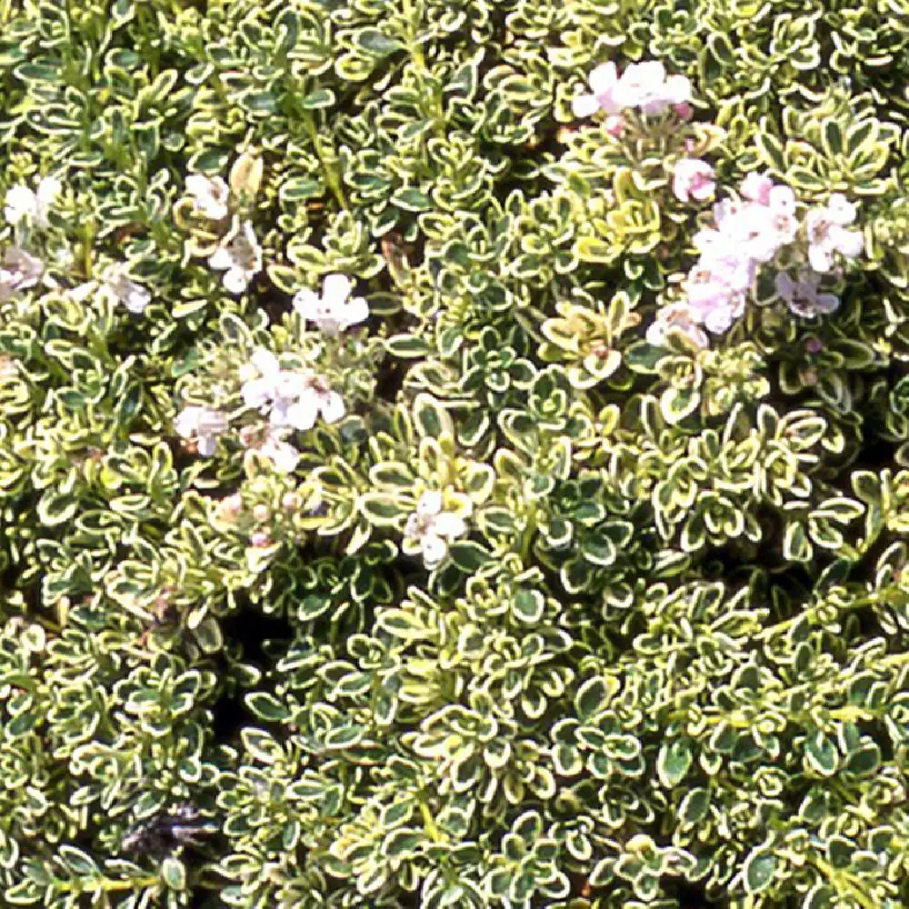 THYMUS 'Hartington Silver'