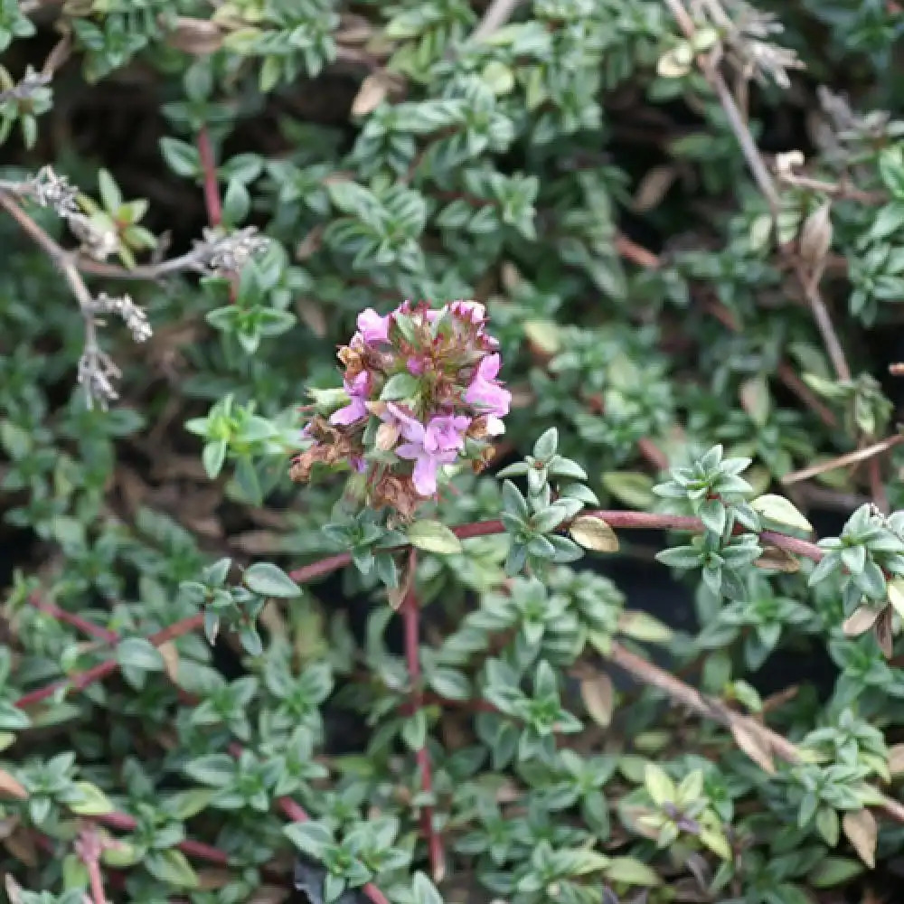 THYMUS herba-barona