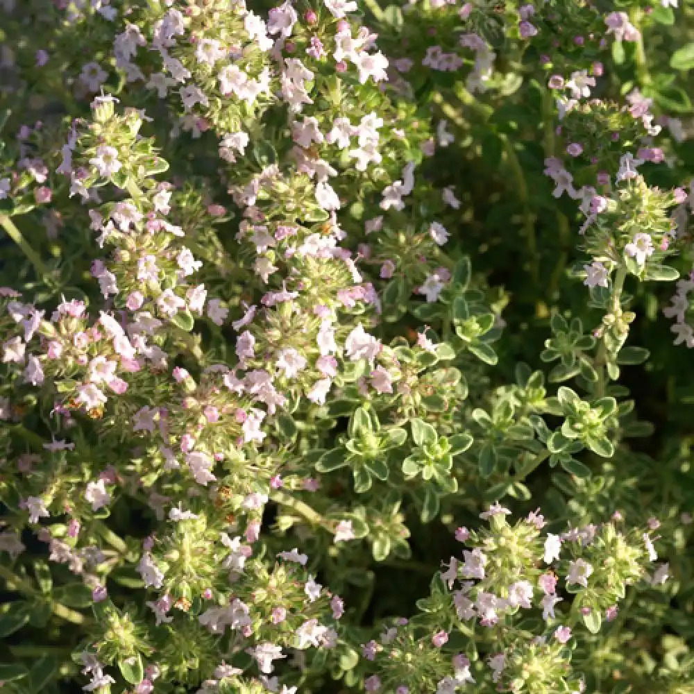 THYMUS microphylla 'Variegata'