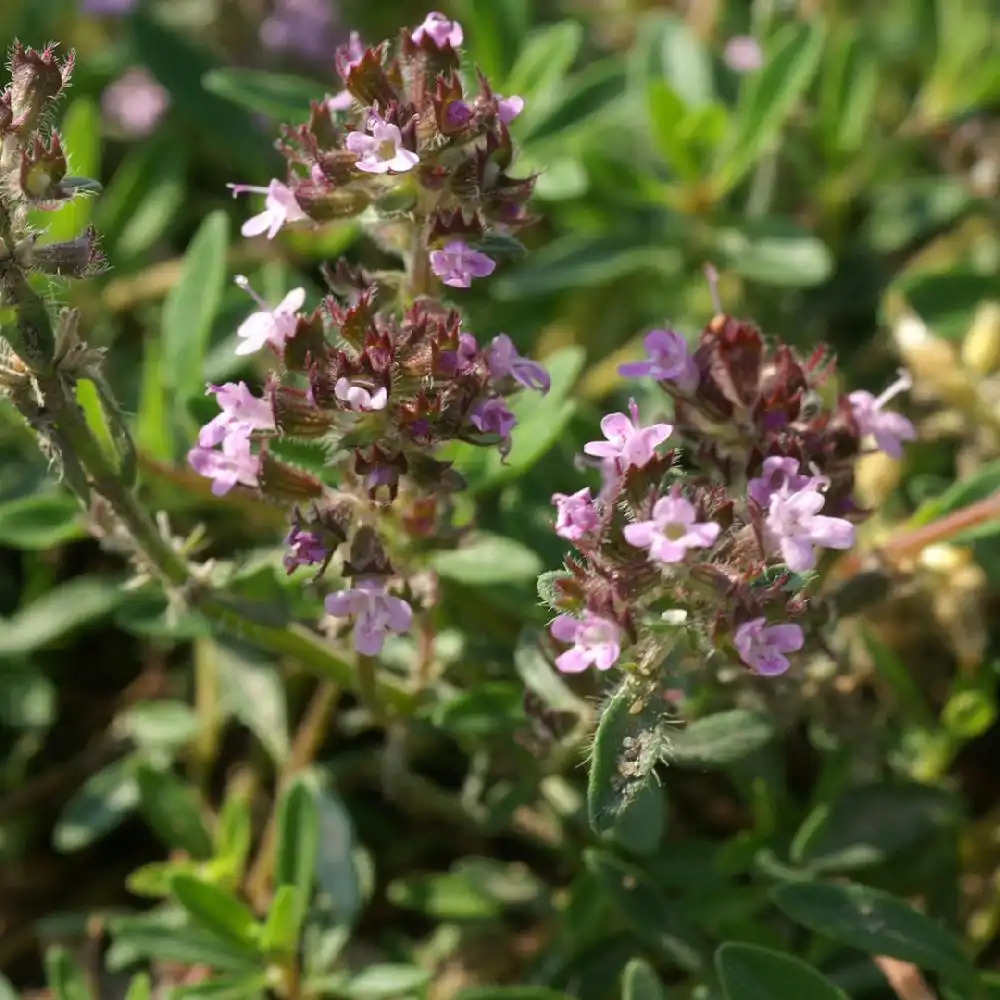 THYMUS polytrichus